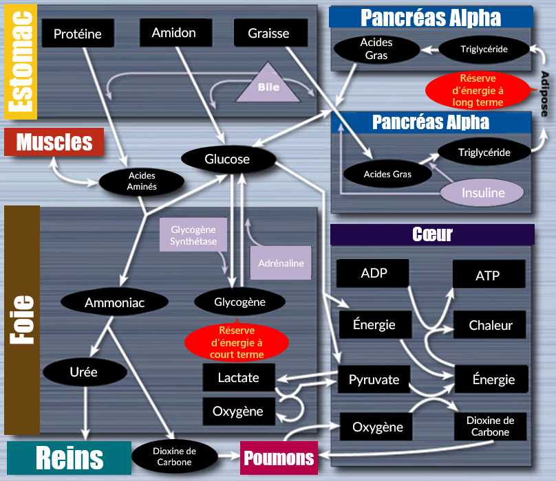 processus-biochimiques-norn.png