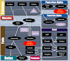 processus-biochimiques-norn-thb.png